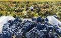 Vino Tinto Matarromera Crianza 750ml