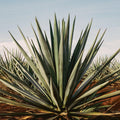 Tequila Reposado Ocho - 750 ml